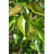 Pyrus calleryana Chanticleer, leisierpeer