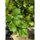 Groene beuk, Fagus Sylvatica