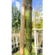 Groene beuk, Fagus Sylvatica