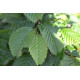 Leibeuk, Carpinus Betulus leiboom
