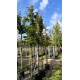 Rode beuk, Fagus sylvatica Atropunicea