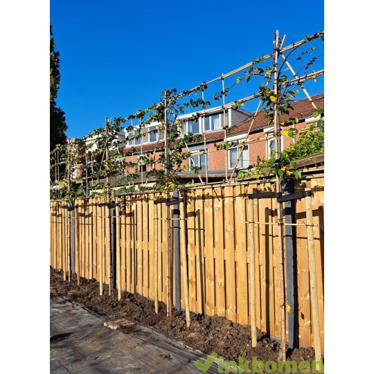 leibeuk, Carpinus betulus  Lucas