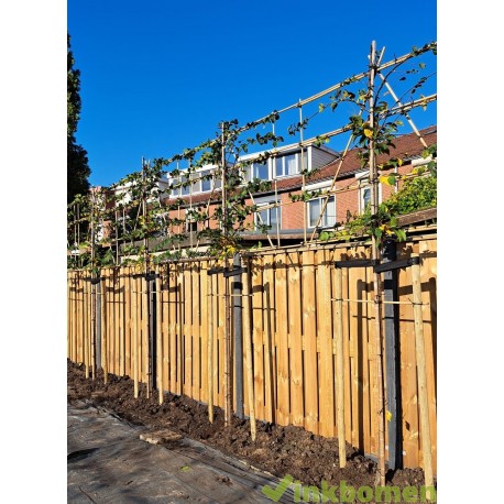 leibeuk, Carpinus betulus  Lucas