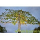 Lei Carpinus Betulus