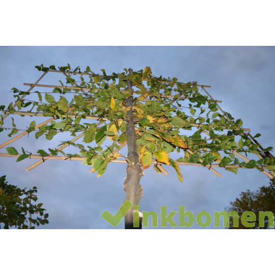 Lei Carpinus Betulus