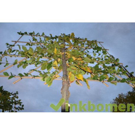 Lei Carpinus Betulus