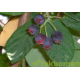 Krentenboom