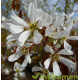 Krentenboom