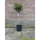 Viburnum Tinus op stam kopen? Groenblijvend met winterbloei