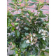 Viburnum Tinus op stam kopen? Groenblijvend met winterbloei