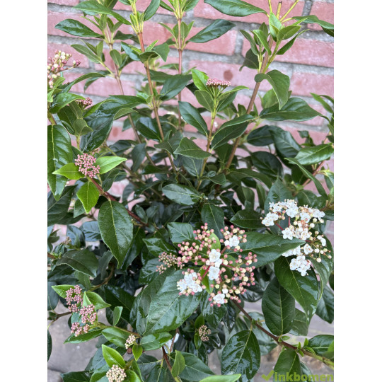 Viburnum Tinus op stam kopen? Groenblijvend met winterbloei