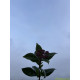 Viburnum Tinus op stam kopen? Groenblijvend met winterbloei
