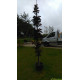 Noorse esdoorn, Acer platanoides Crimson Sentry kopen