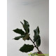 Quercus ilex kopen? Bestel de lei steeneik eenvoudig bij Vinkbomen!
