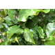 Leibeuk, Fagus sylvatica