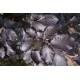 Rode leibeuk, Fagus sylvatica atropunicea