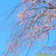 japanse bloesemboom bestellen
