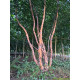 Zwarte berk , Betula nigra meerstammig, Multi stam