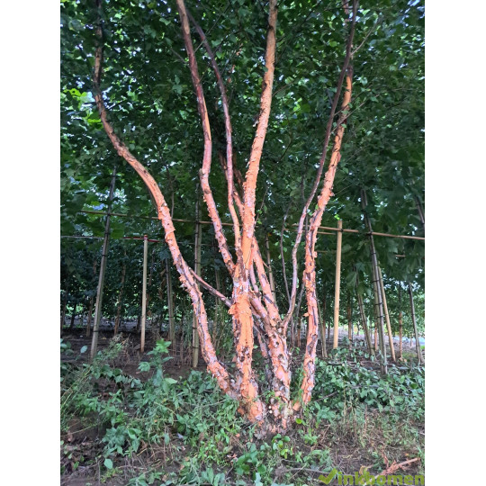 Zwarte berk , Betula nigra meerstammig, Multi stam