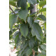 Leibeuk, Carpinus Fastigiata