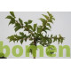 Dakmoerbei, Morus alba Fruitless