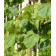 Daklinde, Tilia Pallida