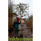 Quercus ilex kopen? Bestel de lei steeneik eenvoudig bij Vinkbomen!