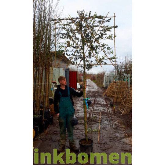 Quercus ilex kopen? Bestel de lei steeneik eenvoudig bij Vinkbomen!