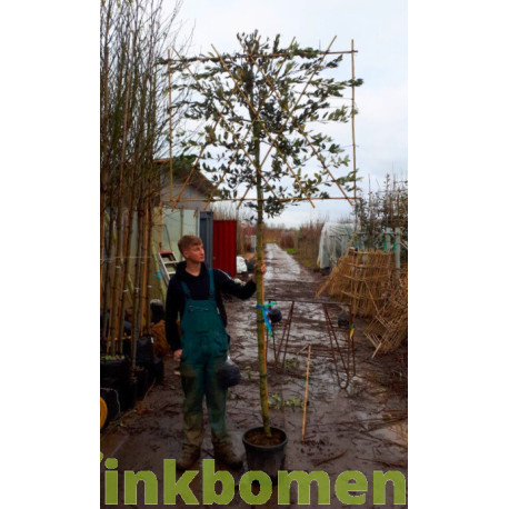 Quercus ilex kopen? Bestel de lei steeneik eenvoudig bij Vinkbomen!