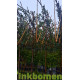 Quercus ilex kopen? Bestel de lei steeneik eenvoudig bij Vinkbomen!