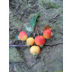 Daksierappel, Malus red Sentinel