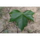 dakplataan blad