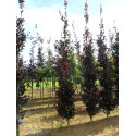 Fagus Sylvatica Dawijck purple