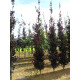 Fagus Sylvatica Dawijck purple