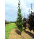 Fagus sylvatica Dawijck