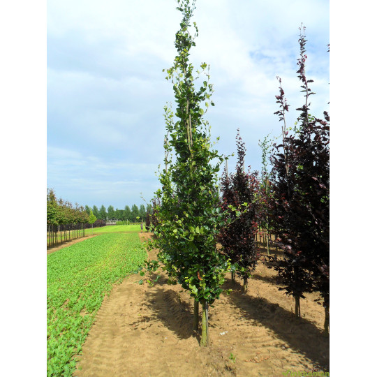 Fagus sylvatica Dawijck