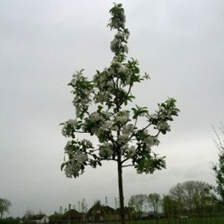 Sierbomen