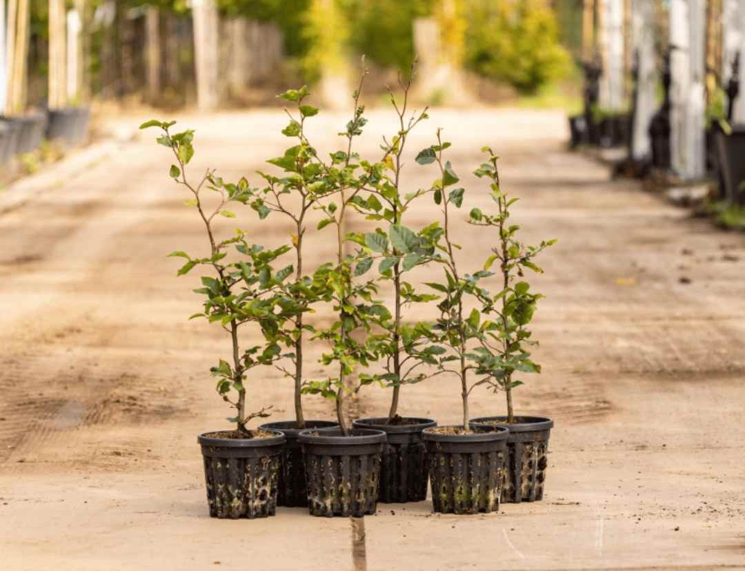 Beukenhaag-haagplanten-kwekerij