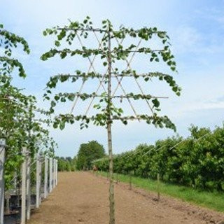 Leibomen