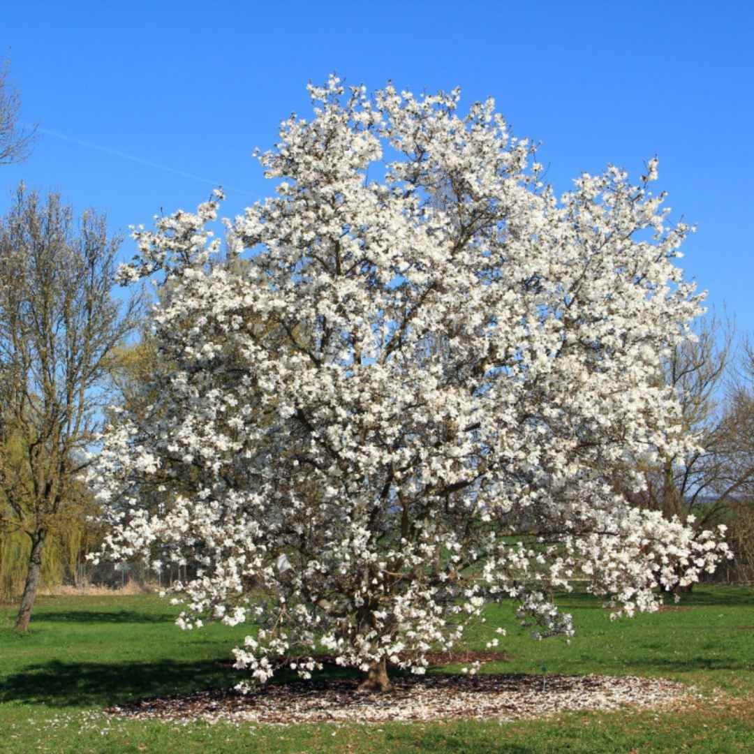Bomen-online-bestellen-boomkwekerij