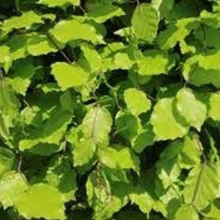 Haagplanten