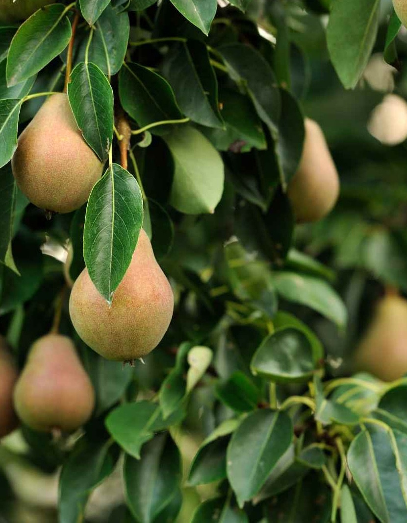 Fruitbomen-kopen-fruitboom-kwekerij