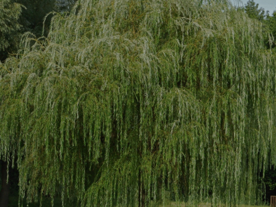 Snelgroeiende bomen kopen – Voor een groene tuin in 2025