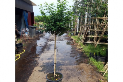 Groenblijvende bomen