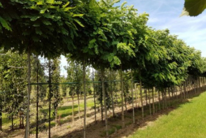 Bomen voor kleine tot middelgrote tuinen