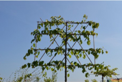 Het snoeien van een leiboom