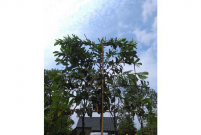 Groenblijvende leibomen