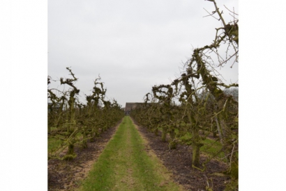 Verschillende soorten bomen